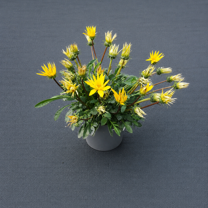 Gazania rigens – Middaggoud | C2 Pot