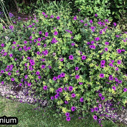 Borderpakket 'Onderhoudsarm-zonpakket' - 5m² - 50 planten