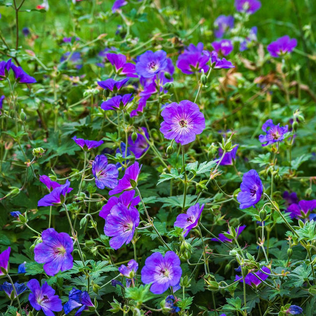 Geranium Rozanne - Ooievaarsbek in volle bloei in perk