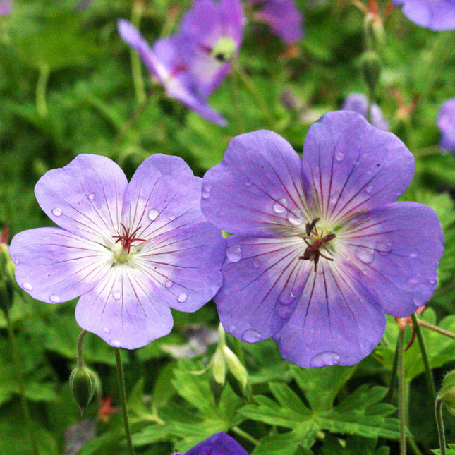 Geranium Rozanne close-up detail