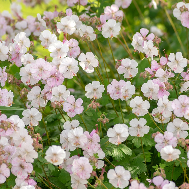 Close-up van de lichtroze tot bijna witte bloem van Geranium ‘Biokovo’ met fijne nerven en opvallende roze meeldraden.