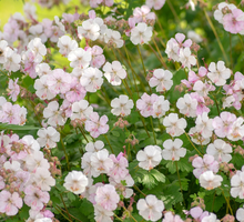Afbeelding in Gallery-weergave laden, Geranium cantabrigiense &#39;Biokovo&#39; - Witte Ooievaarsbek
