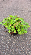 Afbeelding in Gallery-weergave laden, Geranium cantabrigiense &#39;Biokovo&#39; - Witte Ooievaarsbek
