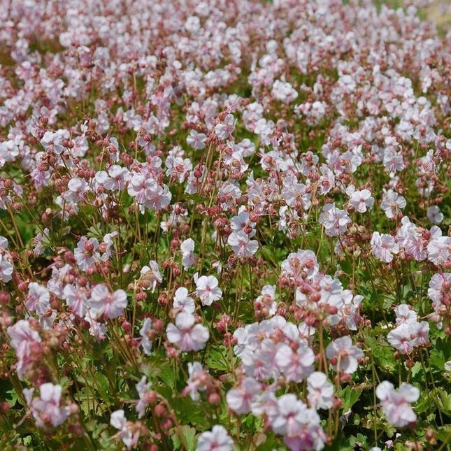 Geranium cantabrigiense 'Biokovo' - Witte Ooievaarsbek