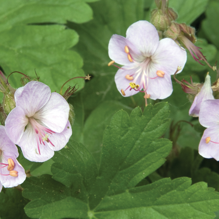 Geranium macrorrhizum 'Ingwersen's Variety' - Ooievaarsbek