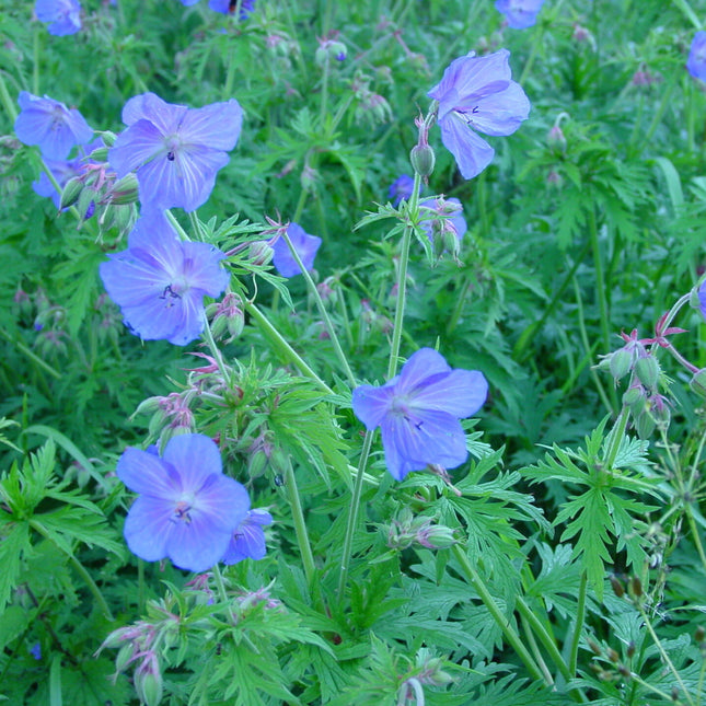 Geranium pratense (ooievaarsbek) met lichtblauwe tot paarsblauwe bloemen en fijn ingesneden groene bladeren in een weelderige, groene border.