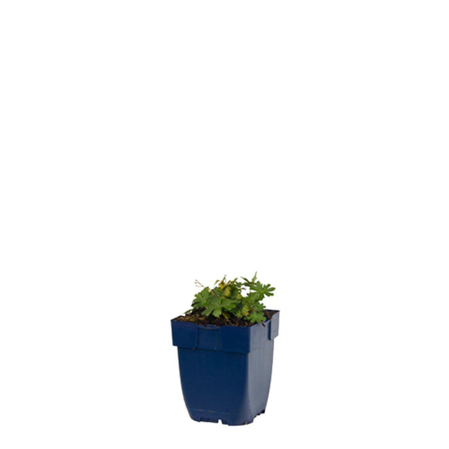 Geranium sanguineum ‘Max Frei’ jonge plant in P9 pot met frisgroen, fijn ingesneden blad, geschikt voor border of rotstuin.