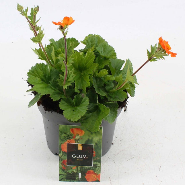 Geum coccineum ‘Borisii’ met oranje bloem en diep groen blad in pot