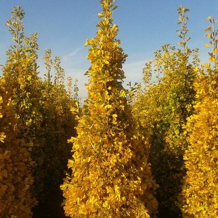 Ginkgo biloba 'Menhir' - Japanse Notenboom