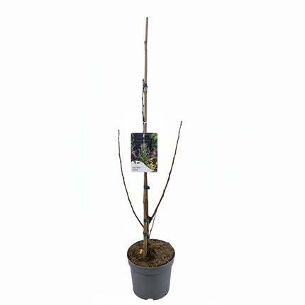Ginkgo biloba ‘Menhir’ in kweekpot met rechtopgaande, zuilvormige groei en frisgroene waaiervormige bladeren.