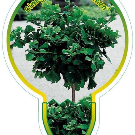 Ginkgo biloba 'Mariken' - Japanse notenboom op stam