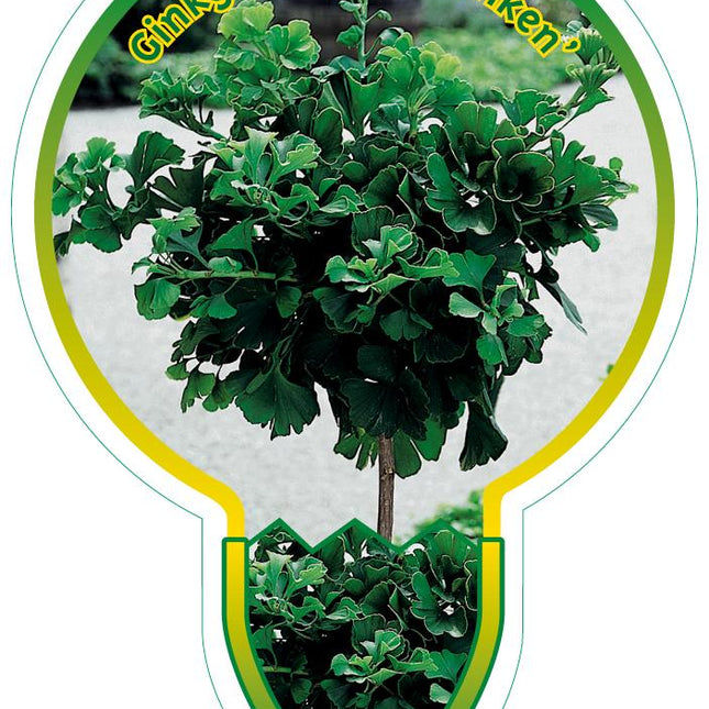 Ginkgo biloba 'Mariken' - Japanse notenboom op stam