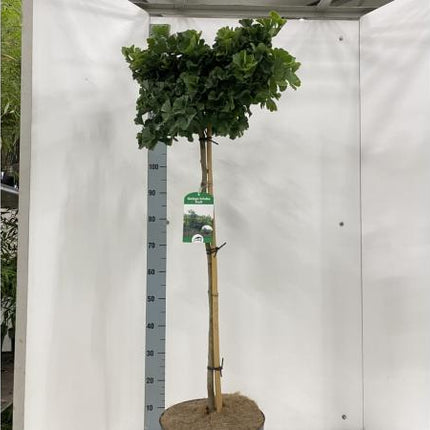 Ginkgo biloba 'Troll' - Japanse notenboom op stam