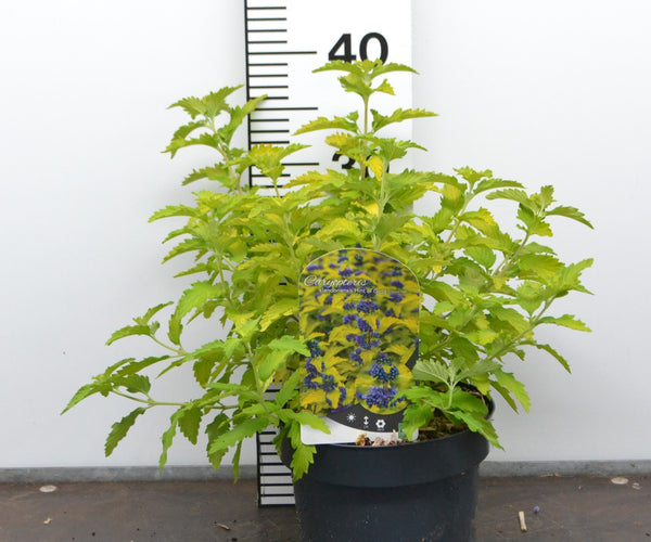 Caryopteris clandonensis 'Hint of Gold' – Blauwbaard – Tuinplantenloods