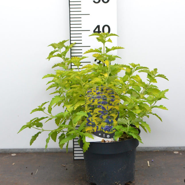 Caryopteris clandonensis ‘Hint of Gold’ – Blauwbaard