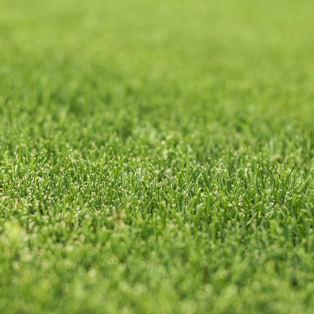 Van Hemert & Co. - Herstelgazon iSeed - Graszaad