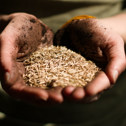 Van Hemert & Co. - Herstelgazon iSeed - Graszaad