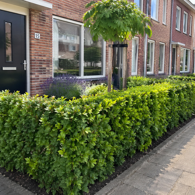 Beukenhaag voortuin rijtjeshuis 80-100 cm nette lage haag langs straat