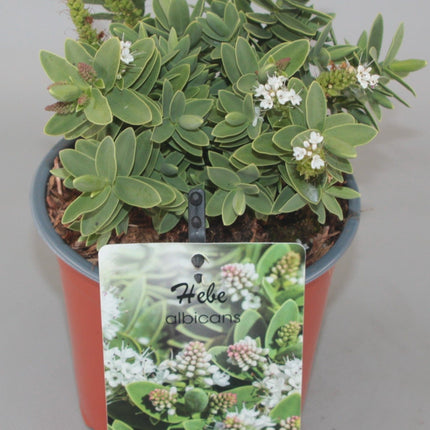 Hebe albicans - Struikveronica
