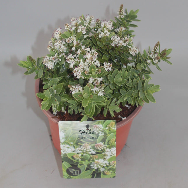 Hebe albicans - Struikveronica