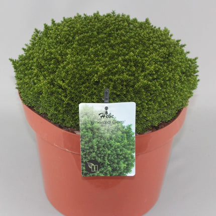Hebe 'Emerald Gem' - Struikveronica