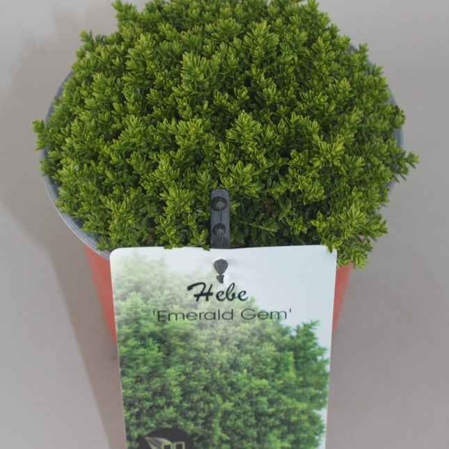 Hebe 'Emerald Gem' - Struikveronica