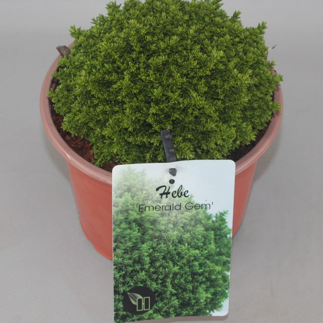 Hebe 'Emerald Gem' - Struikveronica