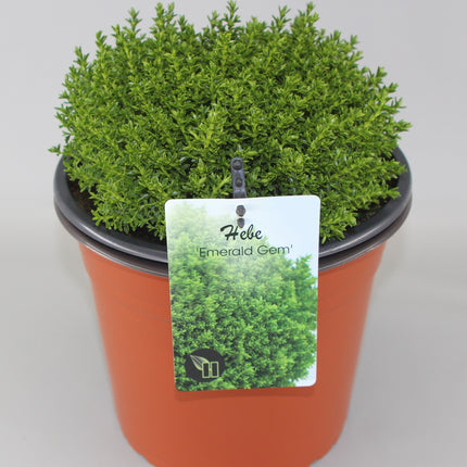 Hebe 'Emerald Gem' - Struikveronica