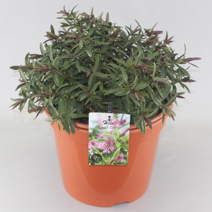 Hebe 'Great Orme' - Struikveronica