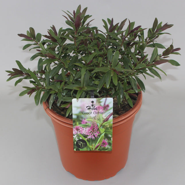 Hebe 'Great Orme' - Struikveronica