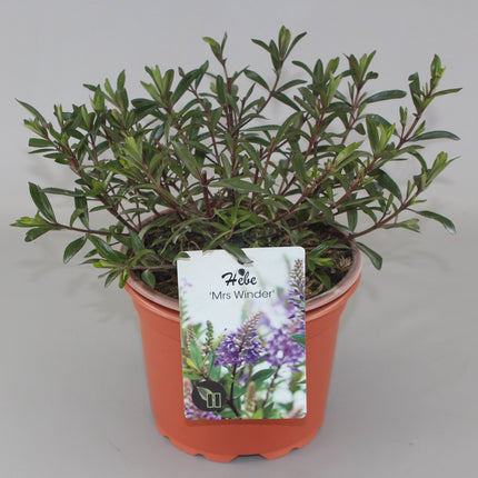 Hebe 'Mrs Winder' - Struikveronica