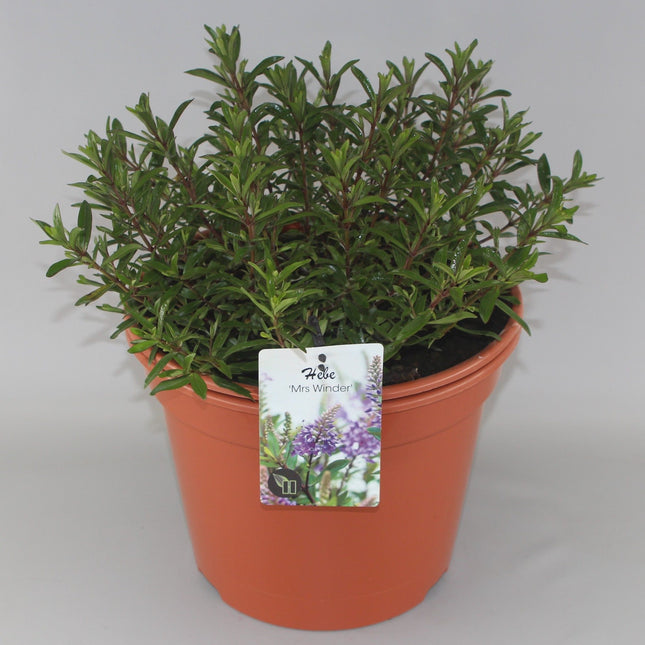 Hebe 'Mrs Winder' - Struikveronica