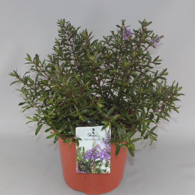 Hebe 'Mrs Winder' - Struikveronica