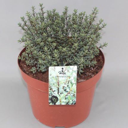 Hebe pimeleoides - Struikveronica