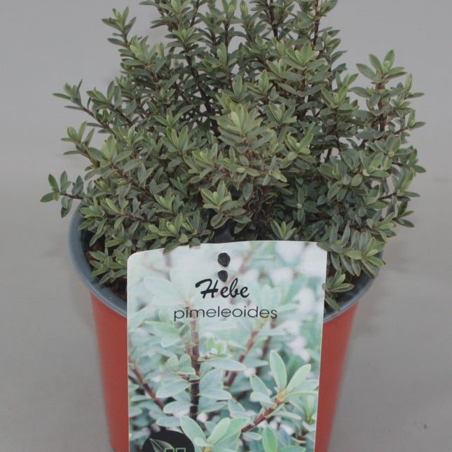 Hebe pimeleoides - Struikveronica