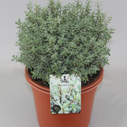 Hebe pimeleoides - Struikveronica
