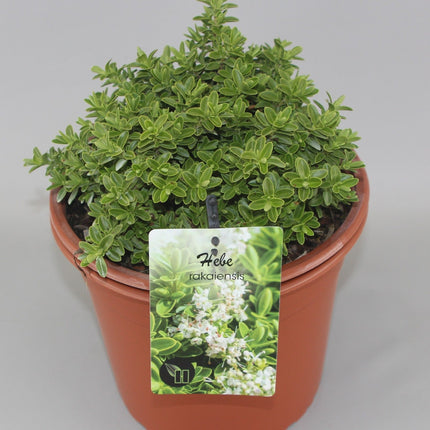 Hebe rakaiensis - Struikveronica