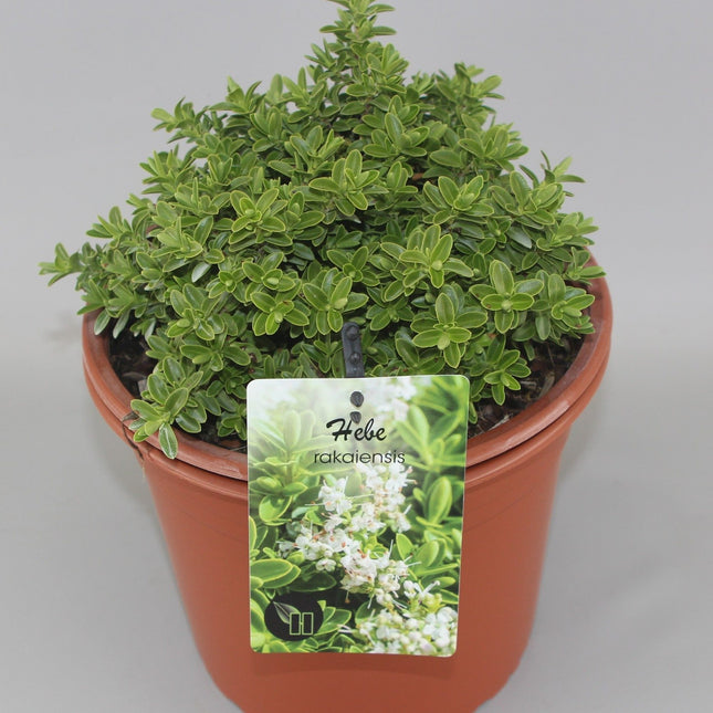 Hebe rakaiensis - Struikveronica