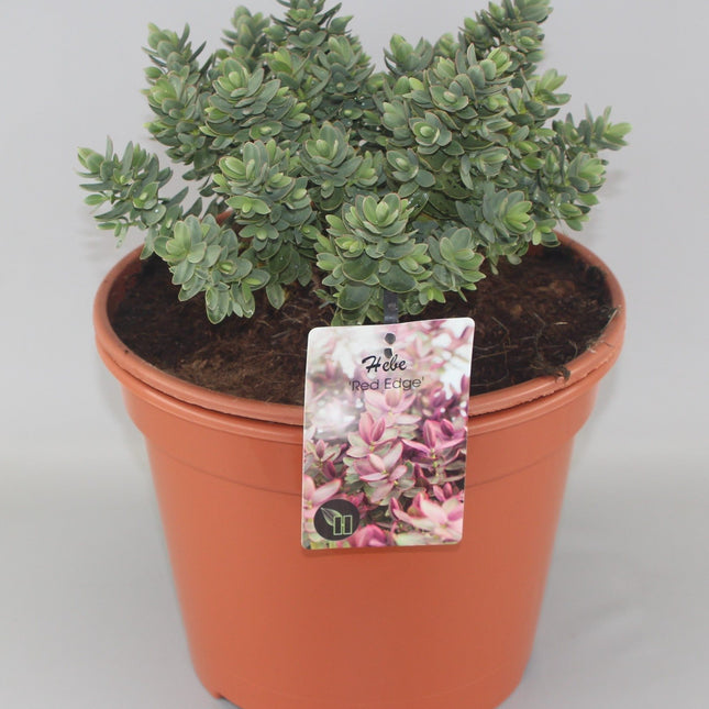 Hebe ‘Red Edge’ in pot, gezonde en compacte struik met opvallende rode bladranden en glanzend groen blad, geschikt voor containerbeplanting.