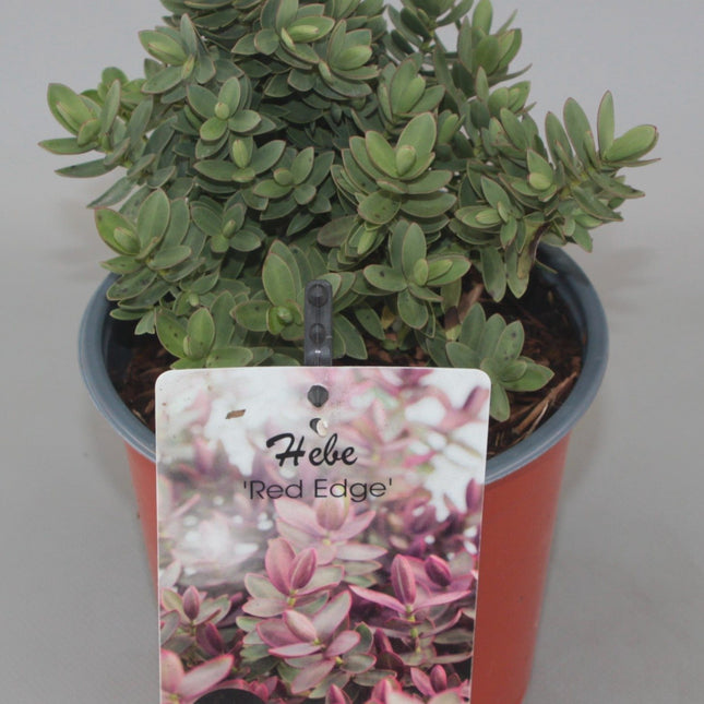 Hebe 'Red Edge' - Struikveronica
