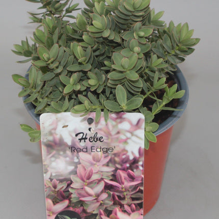 Hebe 'Red Edge' - Struikveronica