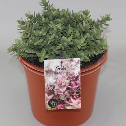 Hebe 'Red Edge' - Struikveronica