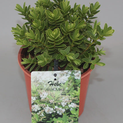 Hebe 'Wiri Mist' - Struikveronica