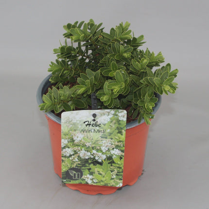 Hebe 'Wiri Mist' - Struikveronica