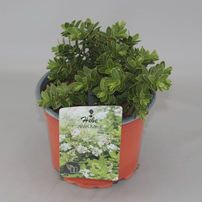 Hebe 'Wiri Mist' - Struikveronica
