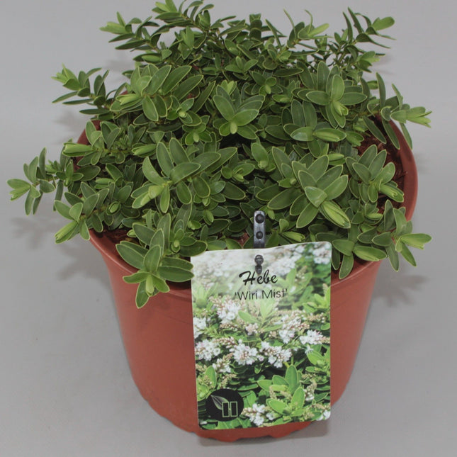 Hebe 'Wiri Mist' - Struikveronica