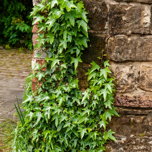 Close-up van het kleine, donkergroene blad van Hedera helix ‘Shamrock’, met afgeronde lobben en een compacte bladstructuur.