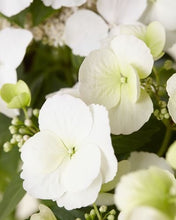 Afbeelding in Gallery-weergave laden, Hydrangea hybrid Runaway Bride - Hybrid® Collection
