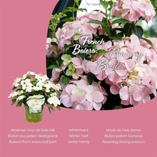 Afbeelding in Gallery-weergave laden, Hydrangea hybrid Runaway Bride - Hybrid® Collection
