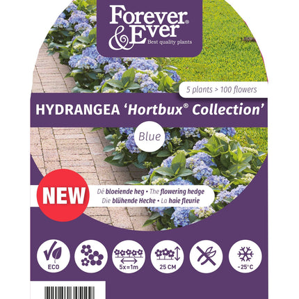 Hydrangea macrophylla 'Forever & Ever Hortbux' - Blauw